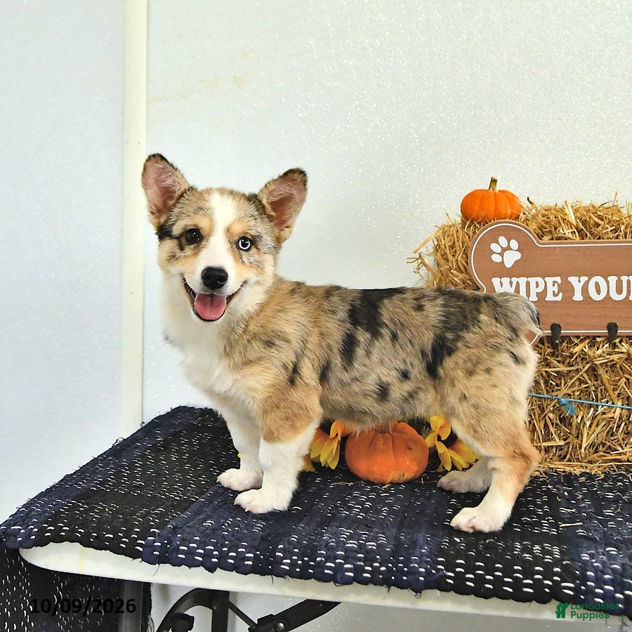 Mixed Breed dogs Sparkle - Ad 2