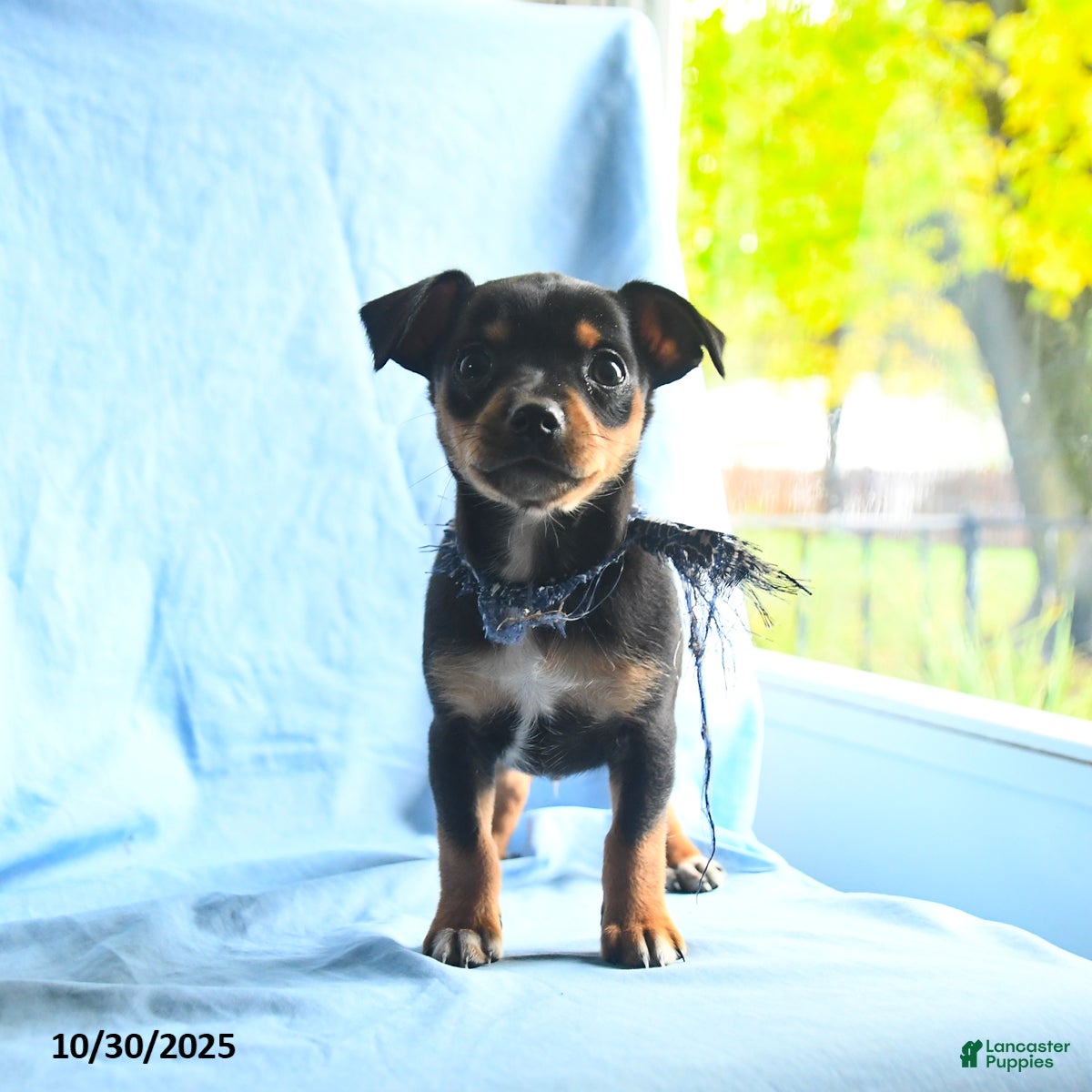 Free Jack Russell Terrier Puppies for sale Lancaster Puppies