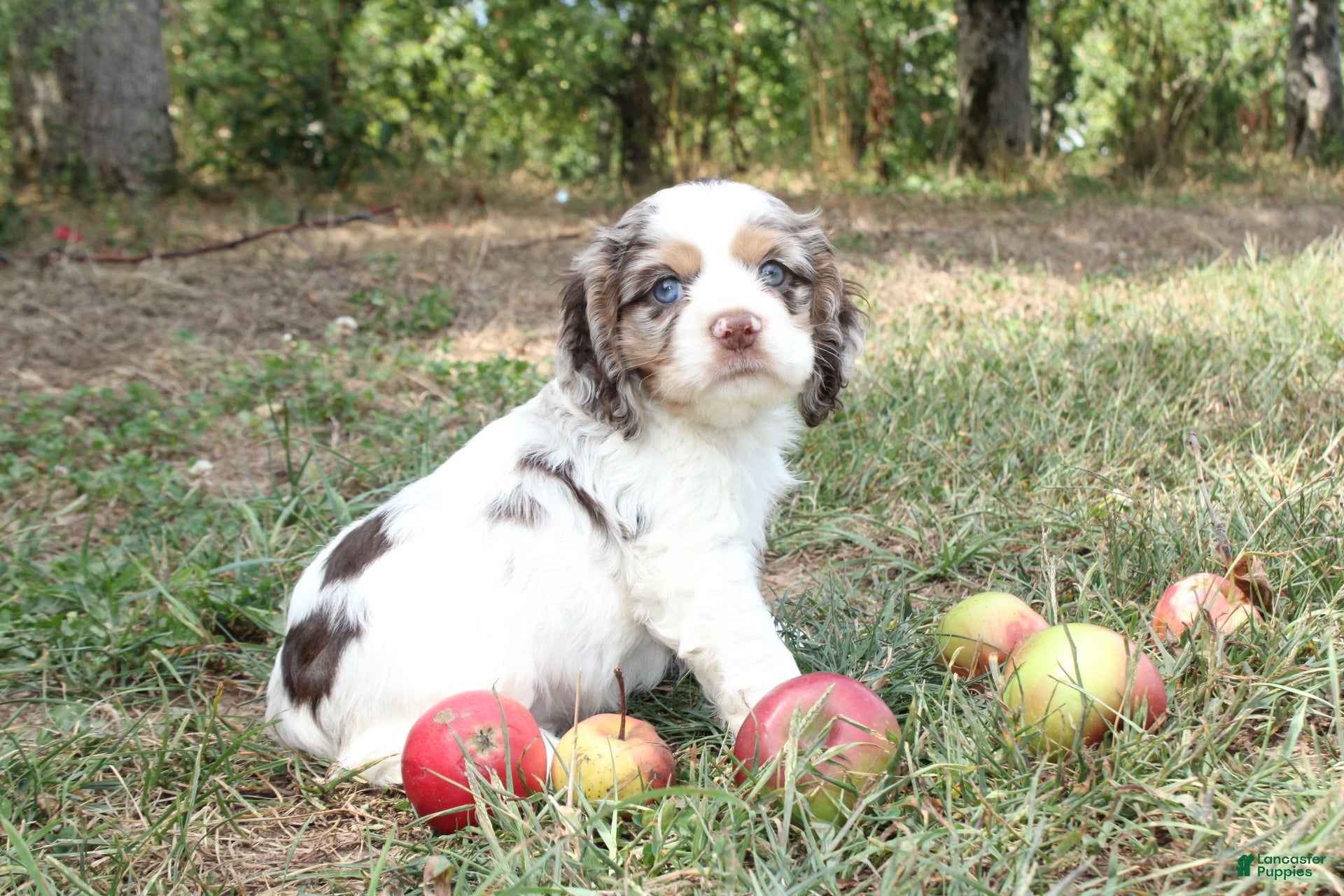 Cocker Spaniel dogs Carson - Ad 32