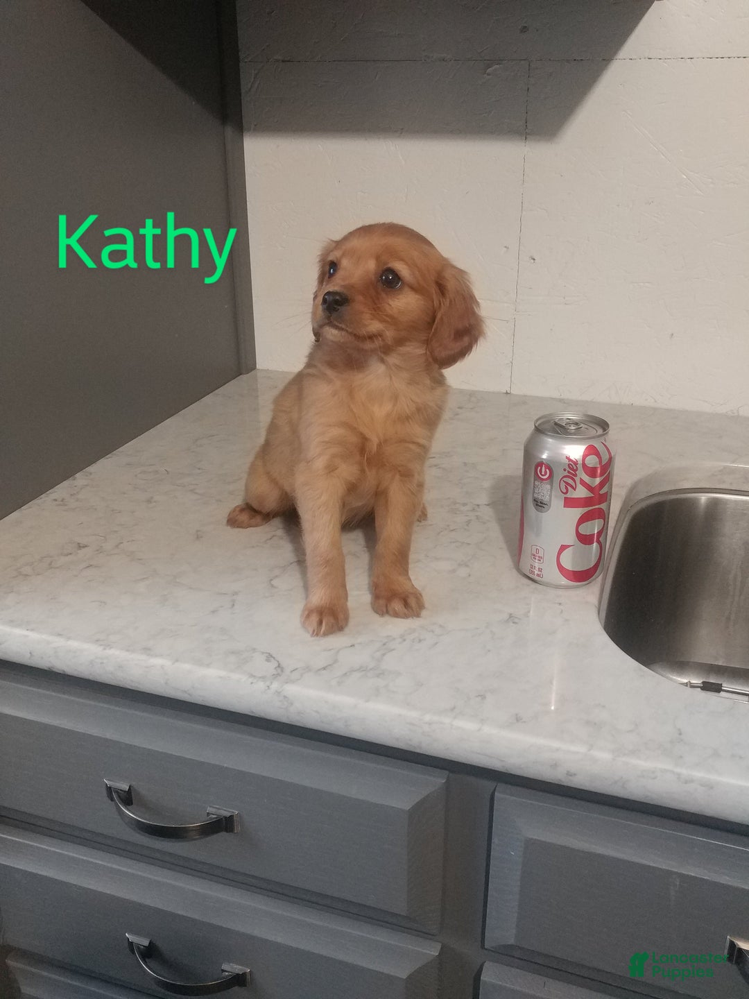 Mixed Breed dogs for sale: Kathy - Ad 1