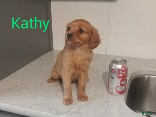 Mixed Breed dogs Kathy - Ad 41