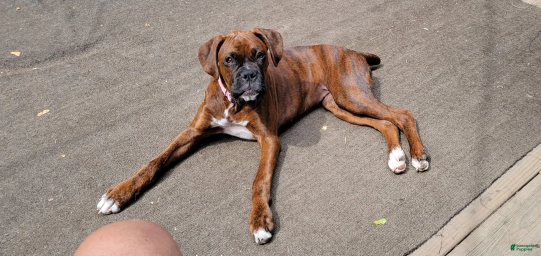 Gallery Image {{count}}