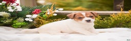 Jack Russell Terrier dogs for sale: Pepper - Ad 1