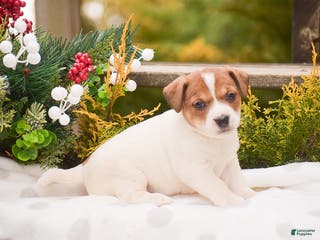 Jack Russell Terrier dogs Pepper - Ad 9