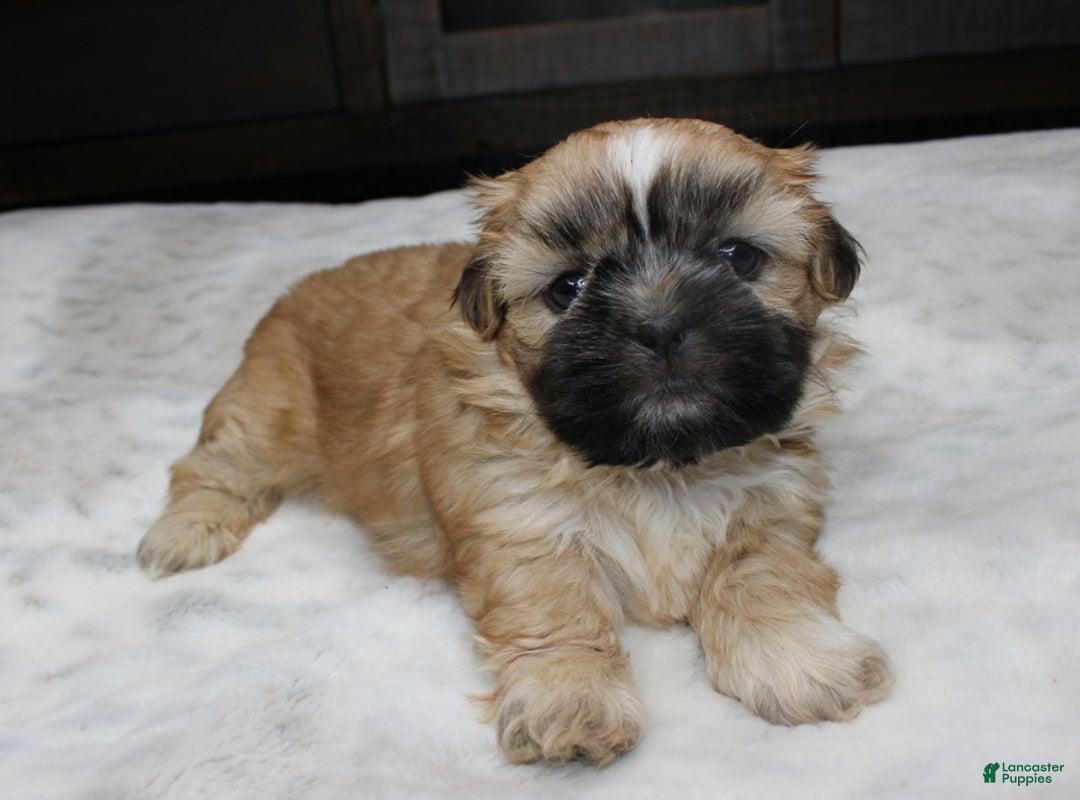 Shih Tzu dogs for sale: Carly - Ad 2