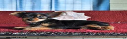 Yorkshire Terrier dogs for sale: Trixie - Ad 5