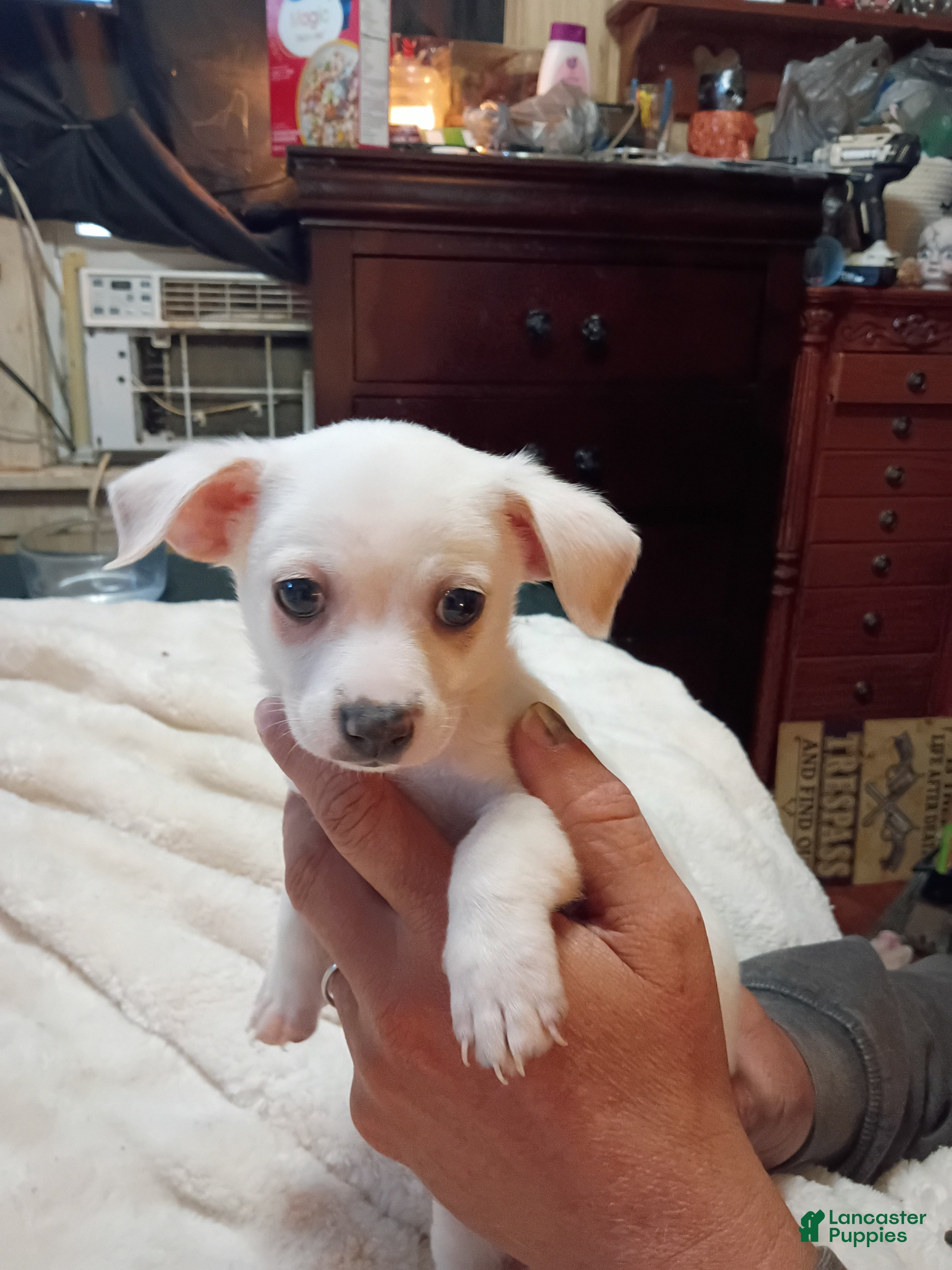 Chihuahua dogs Chihuahua 1 - Ad 1
