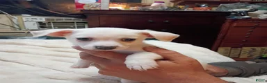Chihuahua 1