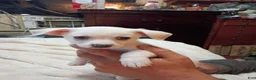 Chihuahua dogs for sale: Chihuahua 1 - Ad 1
