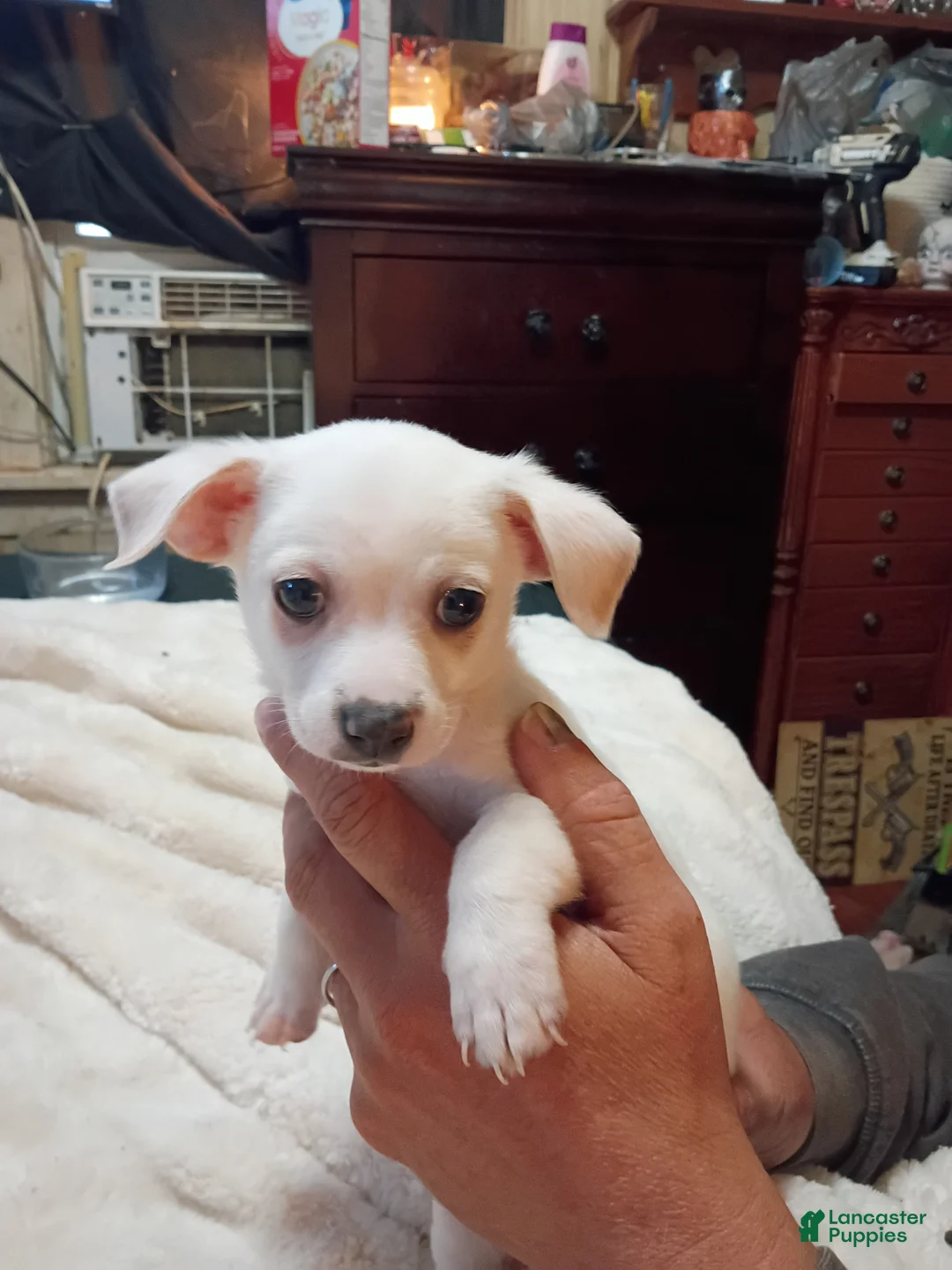 Chihuahua dogs for sale: Chihuahua 1 - Ad 1