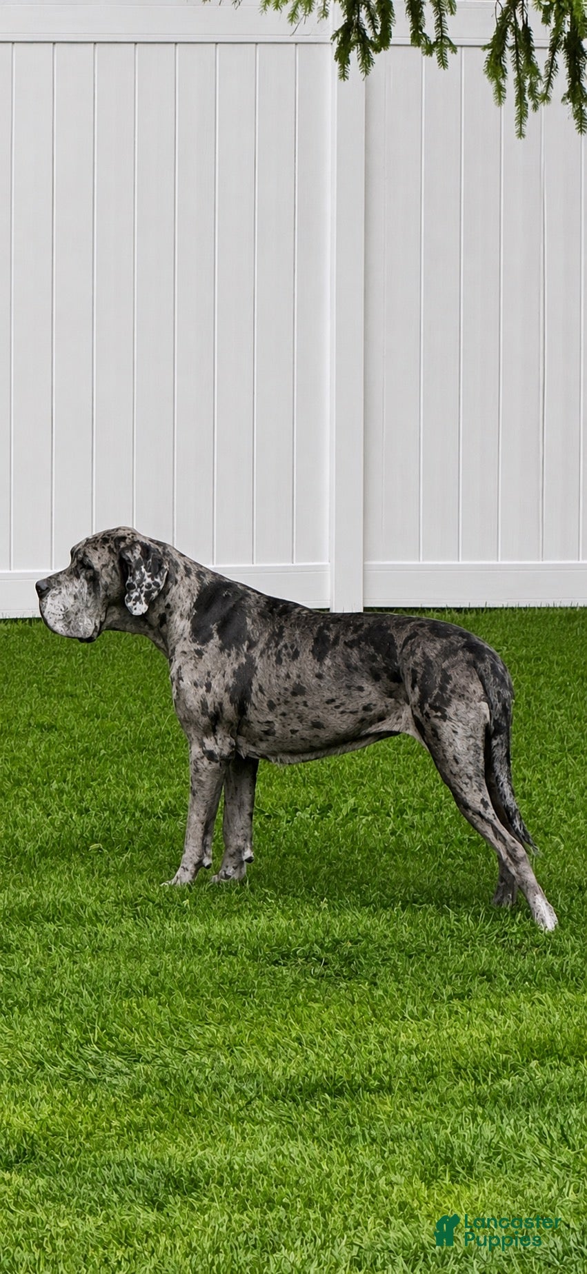 Great Dane dogs Great Dane 1 - Ad 2