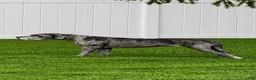 Great Dane dogs for sale: Great Dane 3 - Ad 2