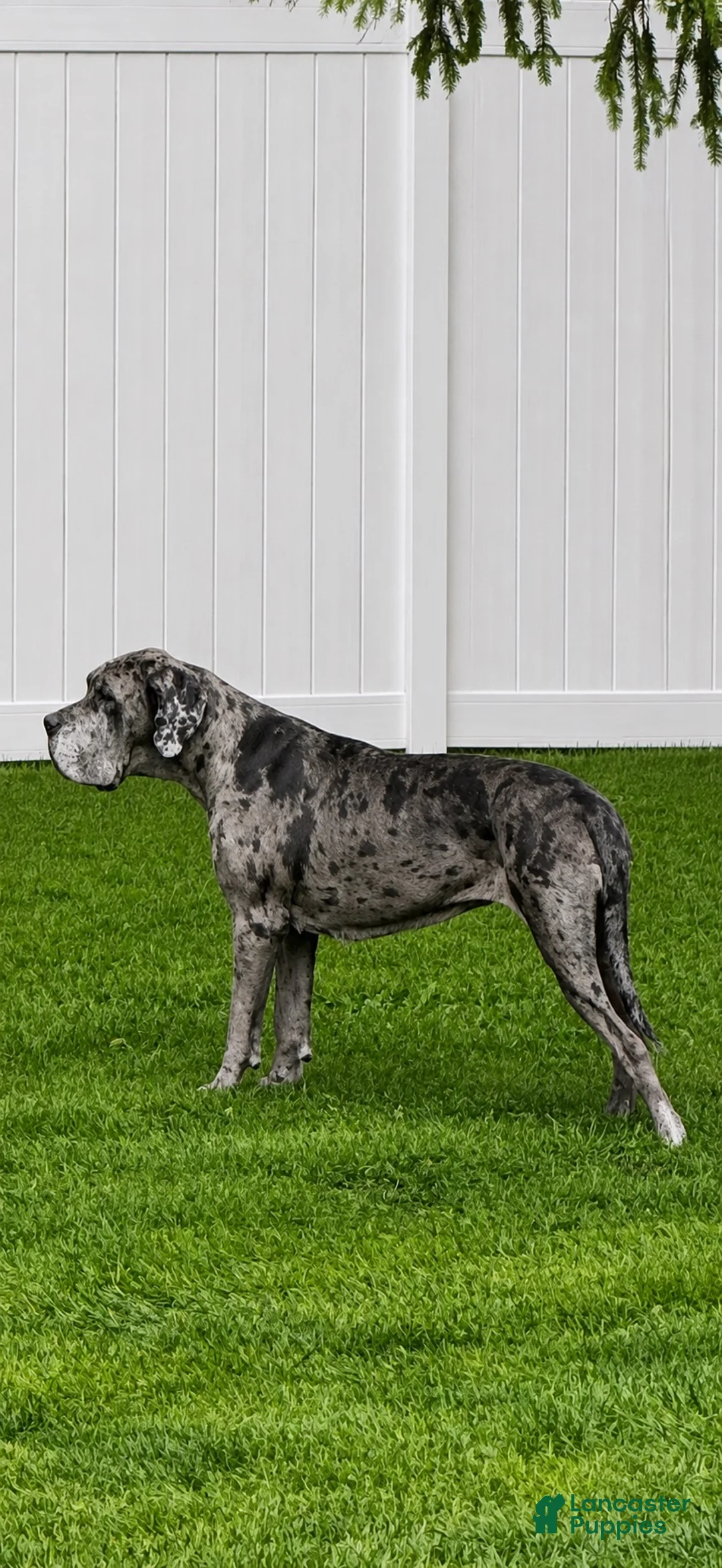 Great Dane dogs for sale: Great Dane 3 - Ad 2