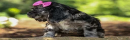 Cocker Spaniel dogs for sale: Bella 🐶💗 - Ad 7