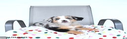 Australian Shepherd dogs for sale: Garrett - Ad 2