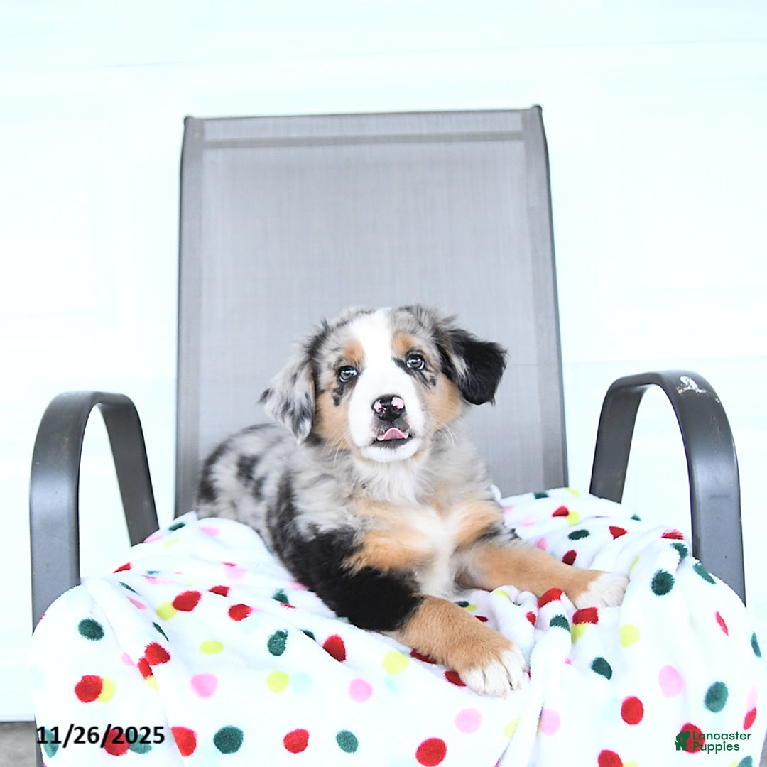 Australian Shepherd dogs for sale: Garrett - Ad 2