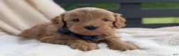 Mini Goldendoodle dogs for sale: Pumpkin - Ad 5