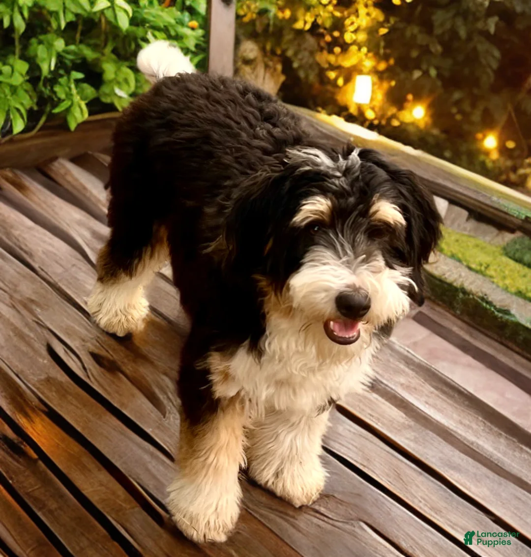 Mini Bernedoodle dogs for sale: Milo - Ad 2