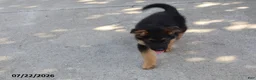 German Shepherd dogs for sale: Bob - Ad 4