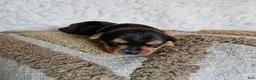 Mixed Breed dogs for sale: TCup Mickey - Ad 5