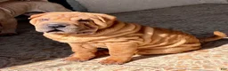 Shar Pei dogs for sale: Goose - Ad 16