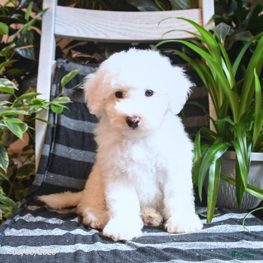 Bichpoo dogs Buddy - Ad 1
