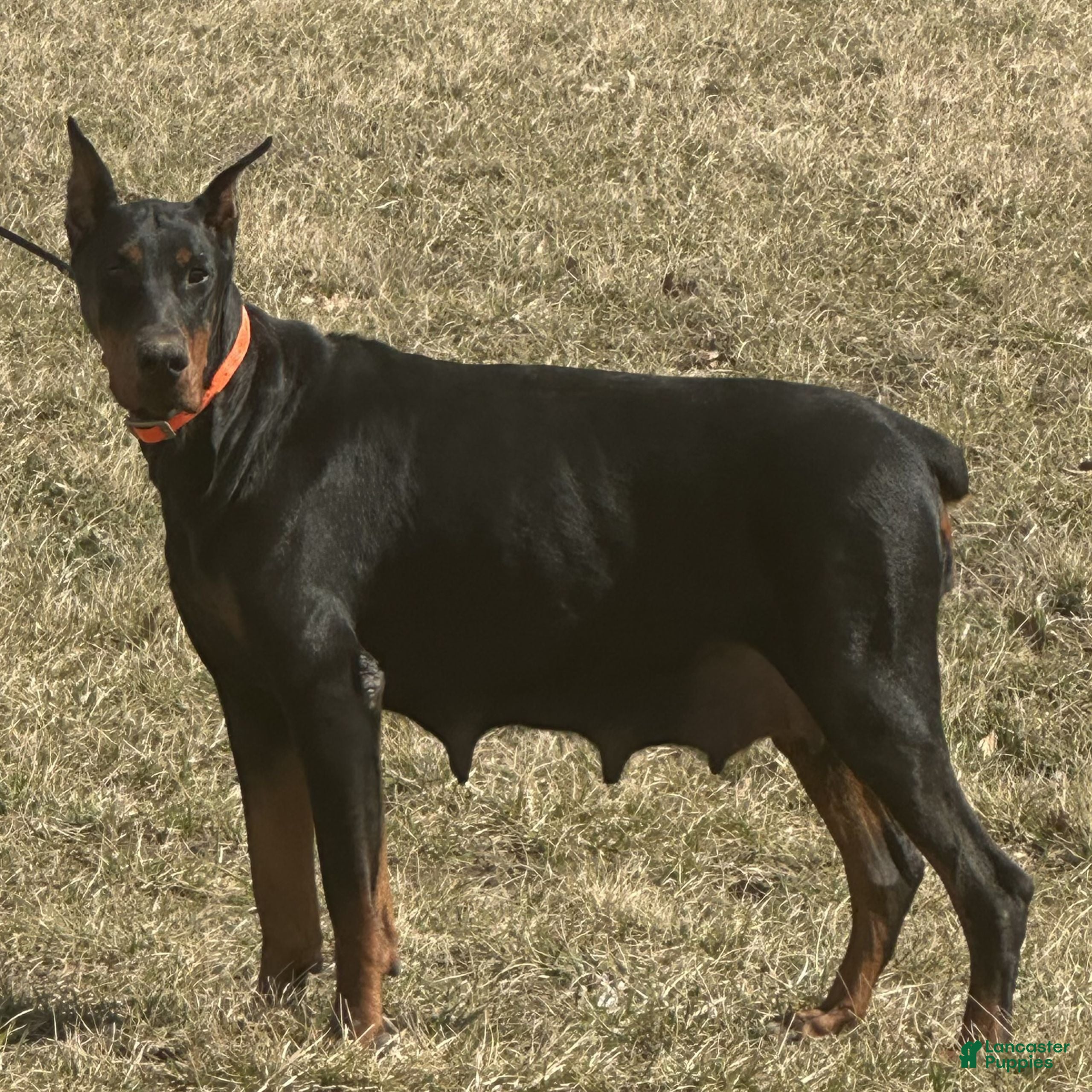 Doberman Pinscher dogs Summer  - Ad 2