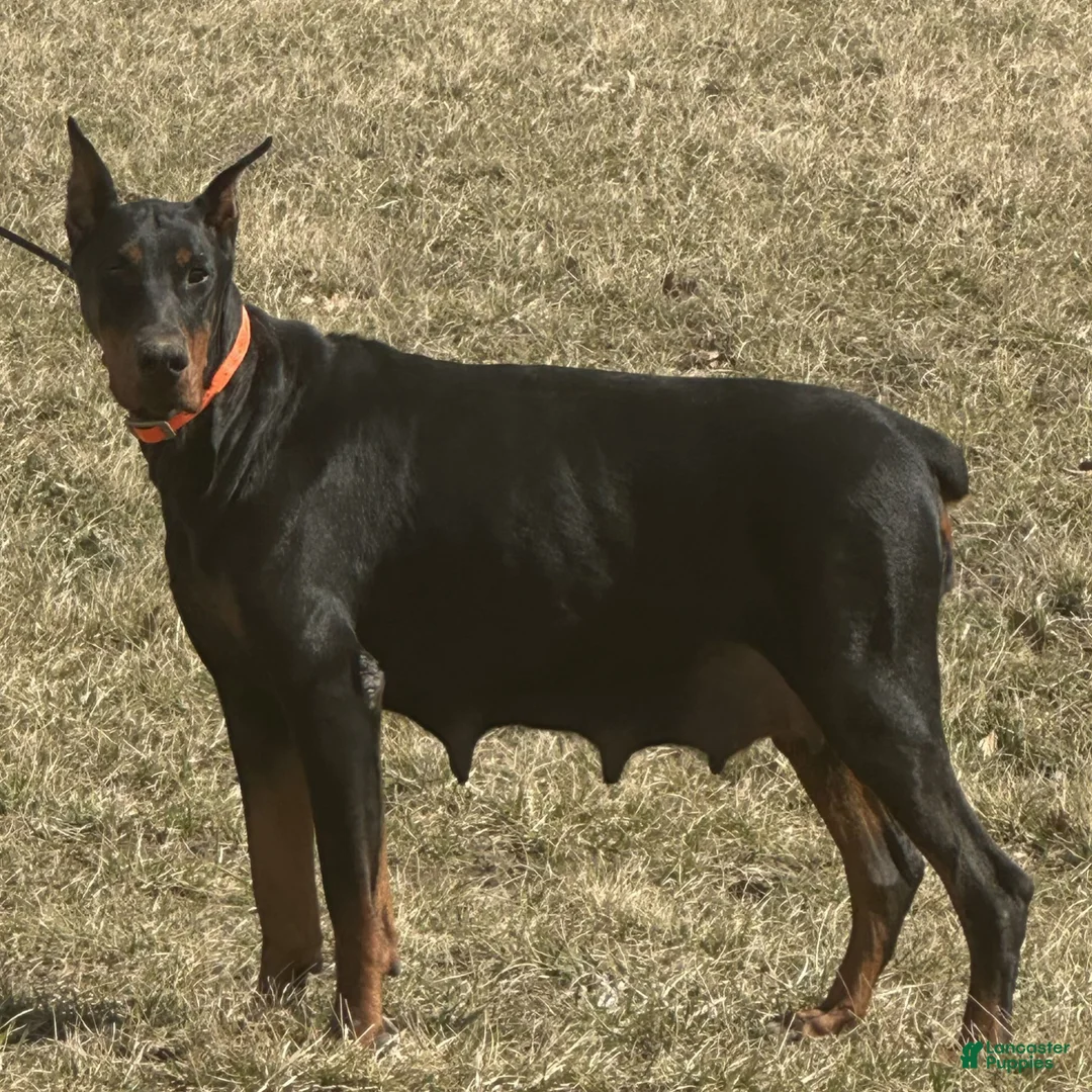 Doberman Pinscher dogs for sale: Summer  - Ad 3