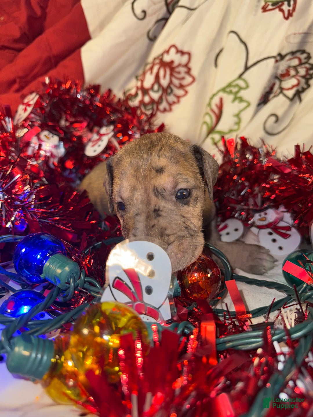 Great Dane dogs for sale: Latte - Ad 7