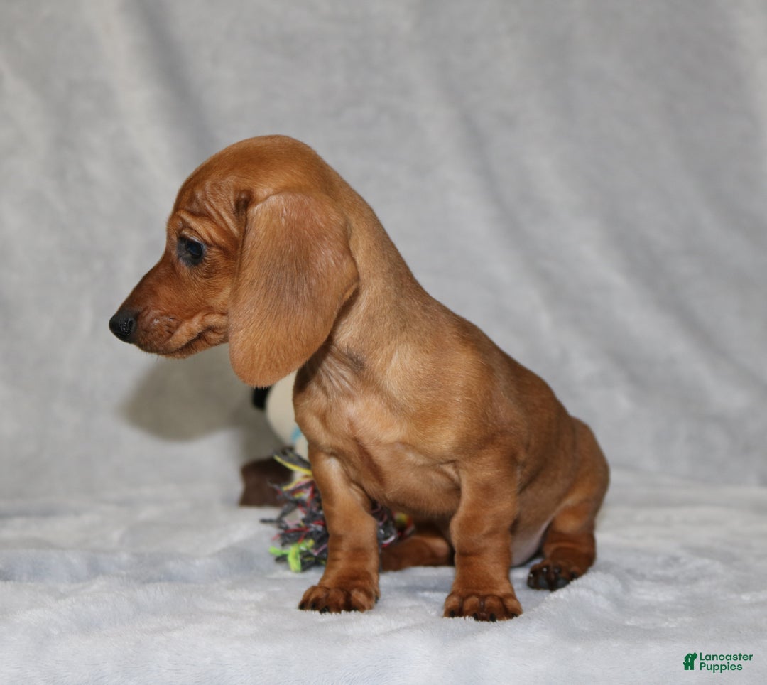 Miniature Dachshund dogs for sale: Chole - Ad 18