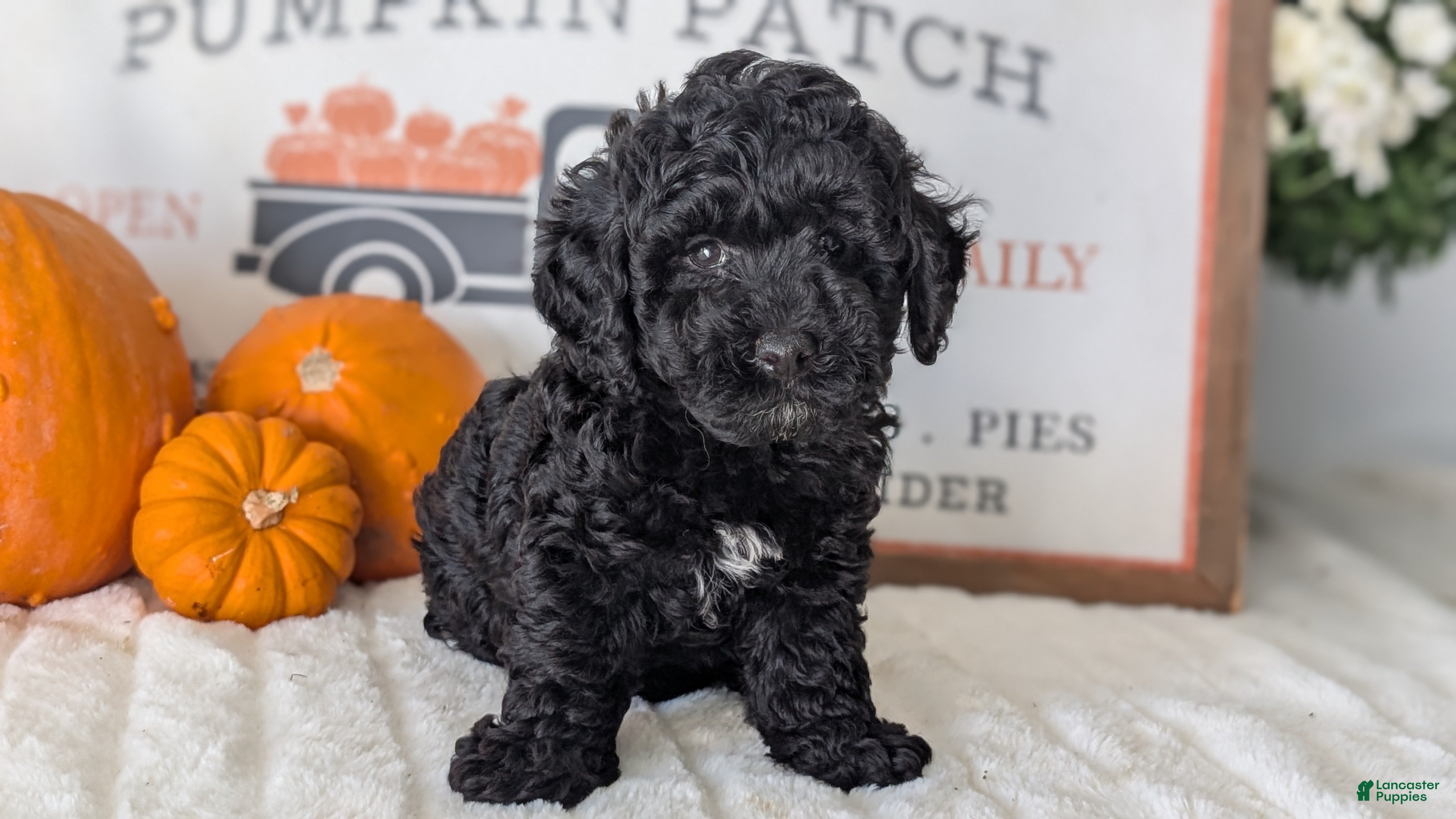 Miniature Poodle dogs Hazel - Ad 2