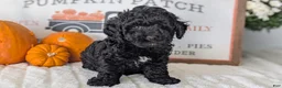 Miniature Poodle dogs for sale: Hazel - Ad 2