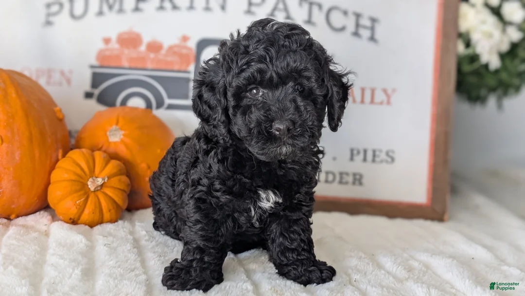 Miniature Poodle dogs for sale: Hazel - Ad 2