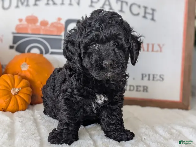 Miniature Poodle dogs for sale: Hazel - Ad 2