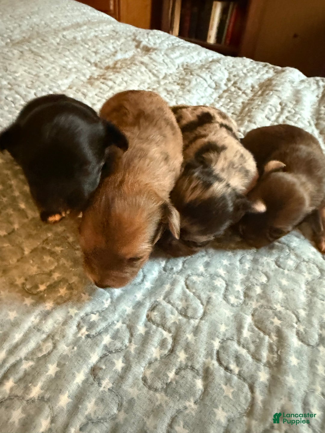 Mixed Breed dogs for sale: Chihuahua male brown Merle choin/papillon - Ad 5