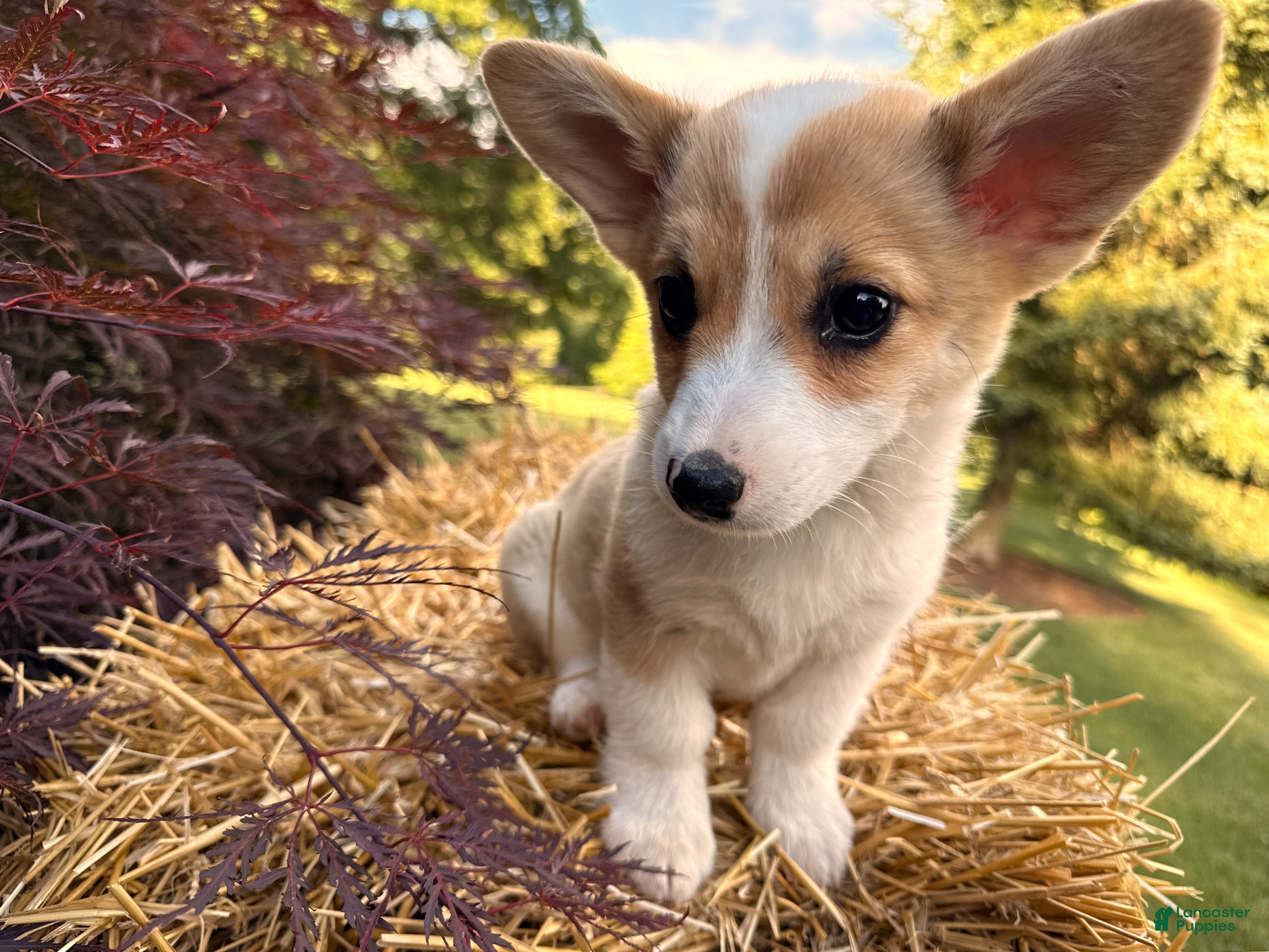 Welsh Corgi Pembroke dogs SKYLER - Ad 1