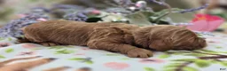Cockapoo dogs for sale: Cerulean - Ad 2