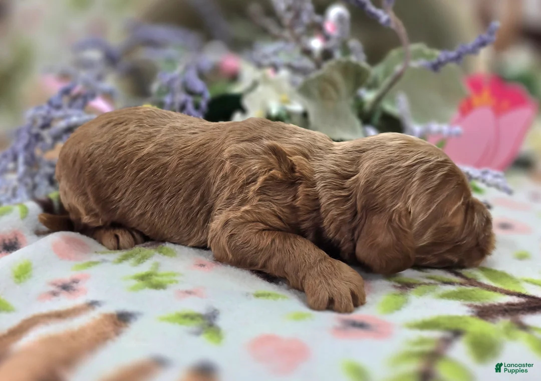 Cockapoo dogs for sale: Cerulean - Ad 2