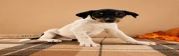 Mixed Breed dogs for sale: Copper - Ad 3