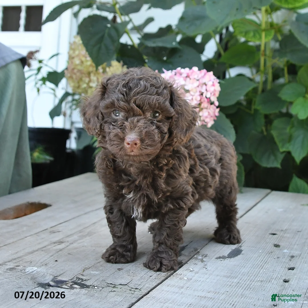 Toy Poodle dogs for sale: Hershey - Ad 2