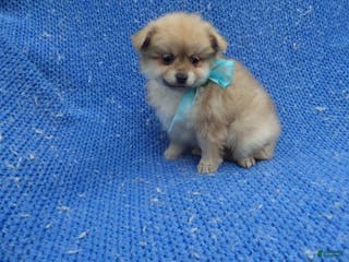 Pomeranian dogs Ronny - Ad 9
