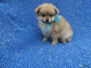 Pomeranian dogs Ronny - Ad 11