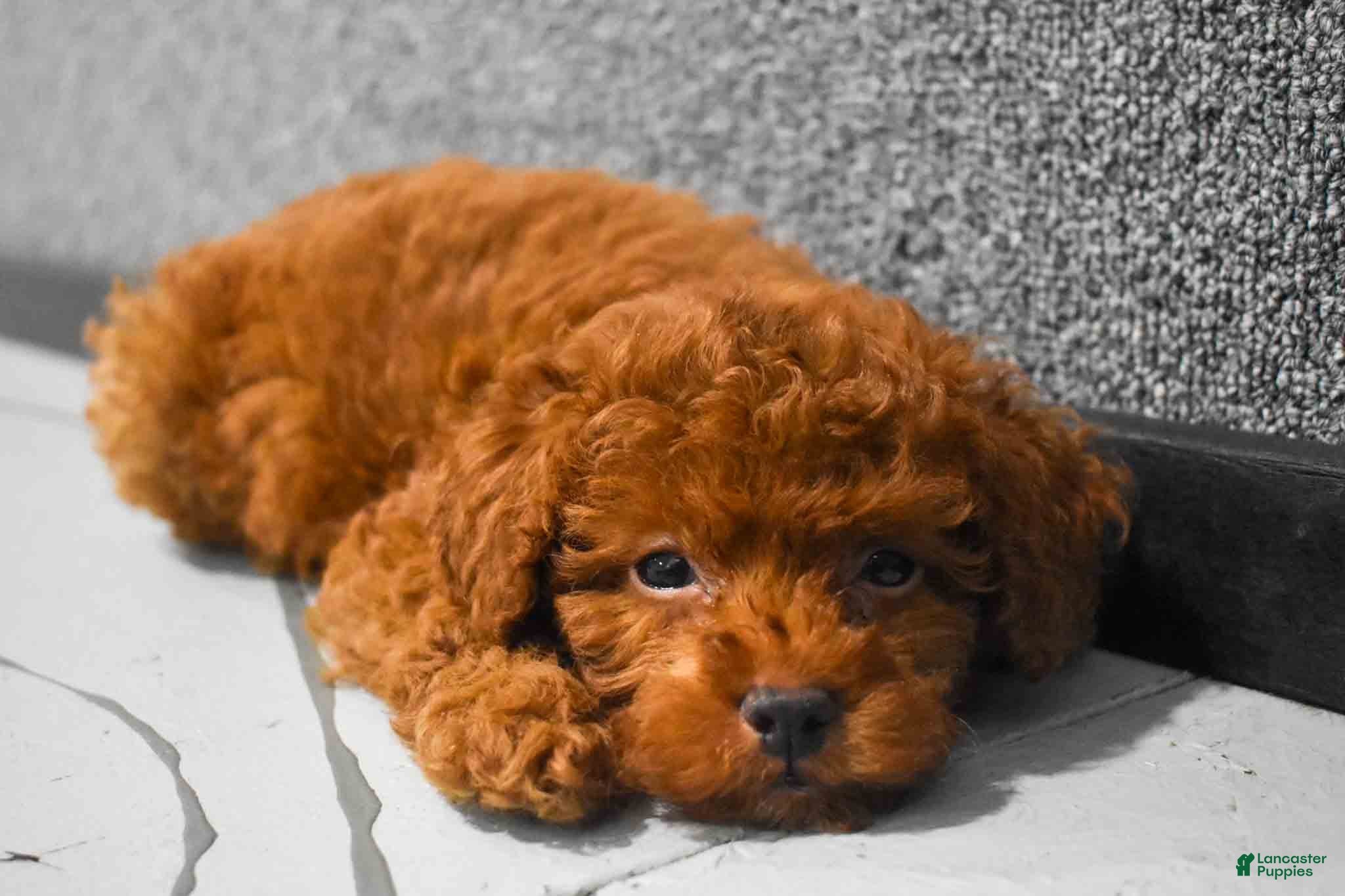 Miniature Poodle dogs Loren💙 - Ad 1