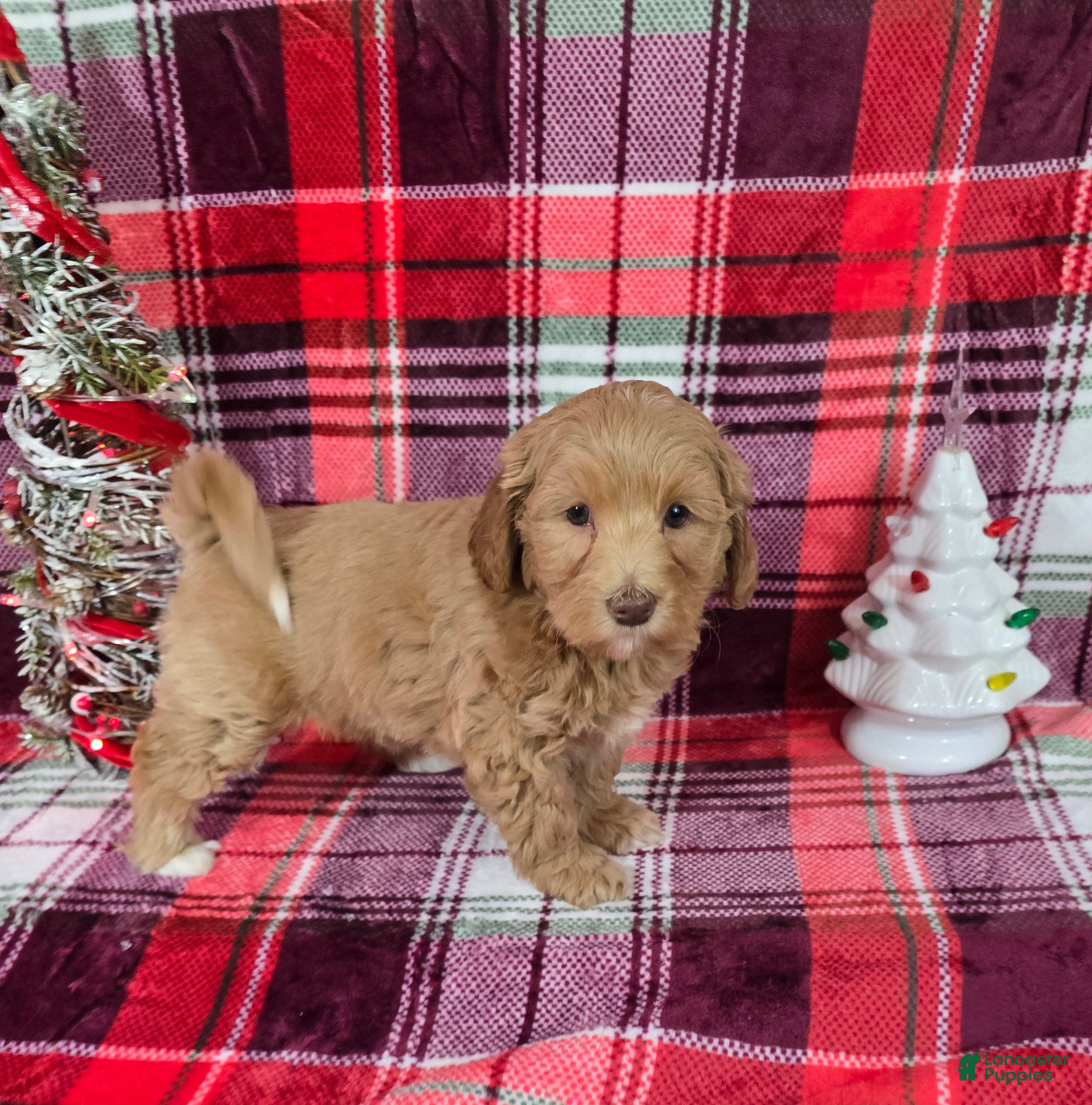 Mini Goldendoodle dogs Cider - Ad 33
