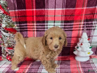 Mini Goldendoodle dogs Cider - Ad 1