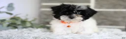 Maltipoo dogs for sale: Tiny - Ad 3