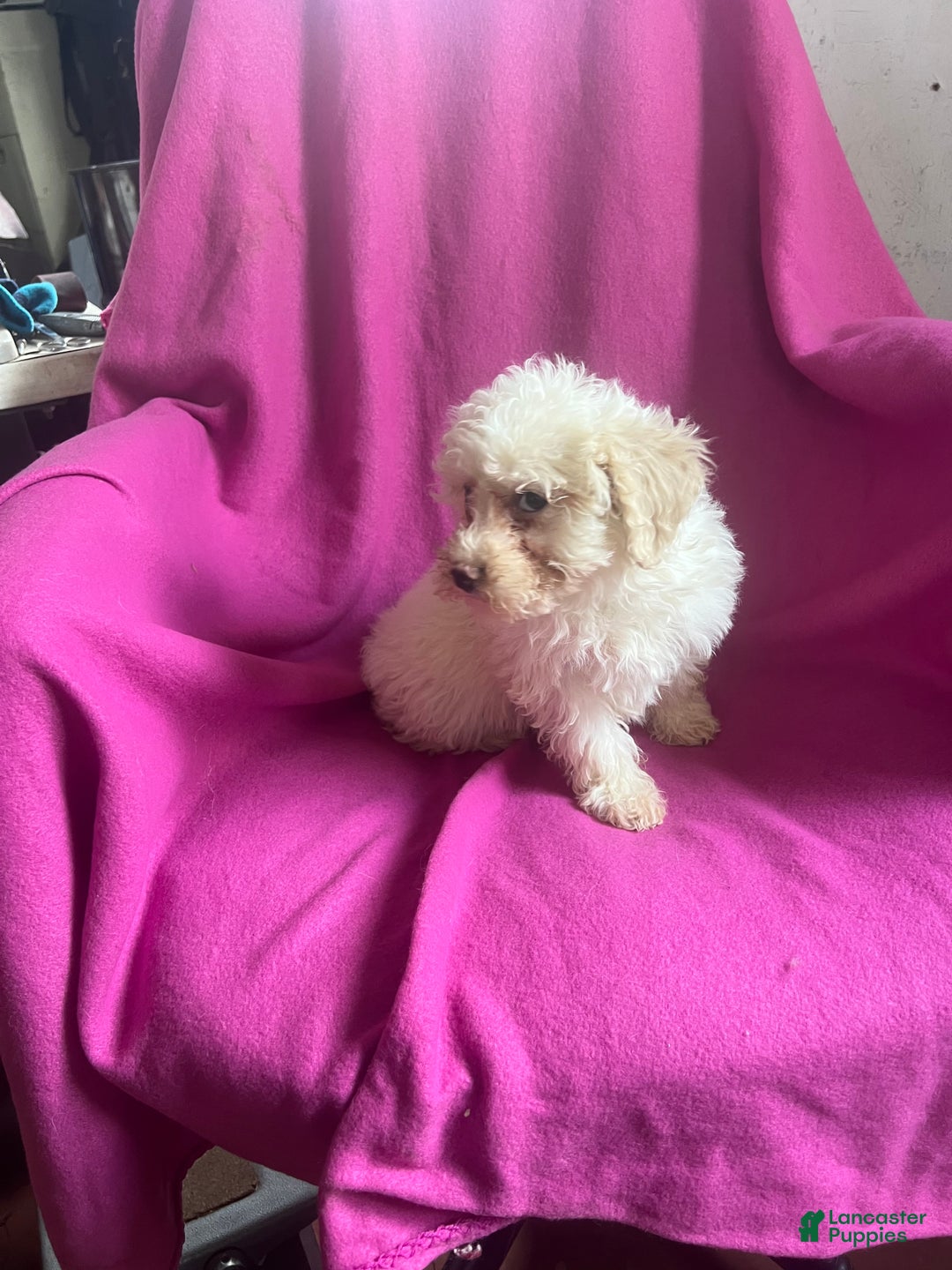 Toy Poodle dogs for sale: Kloie - Ad 4