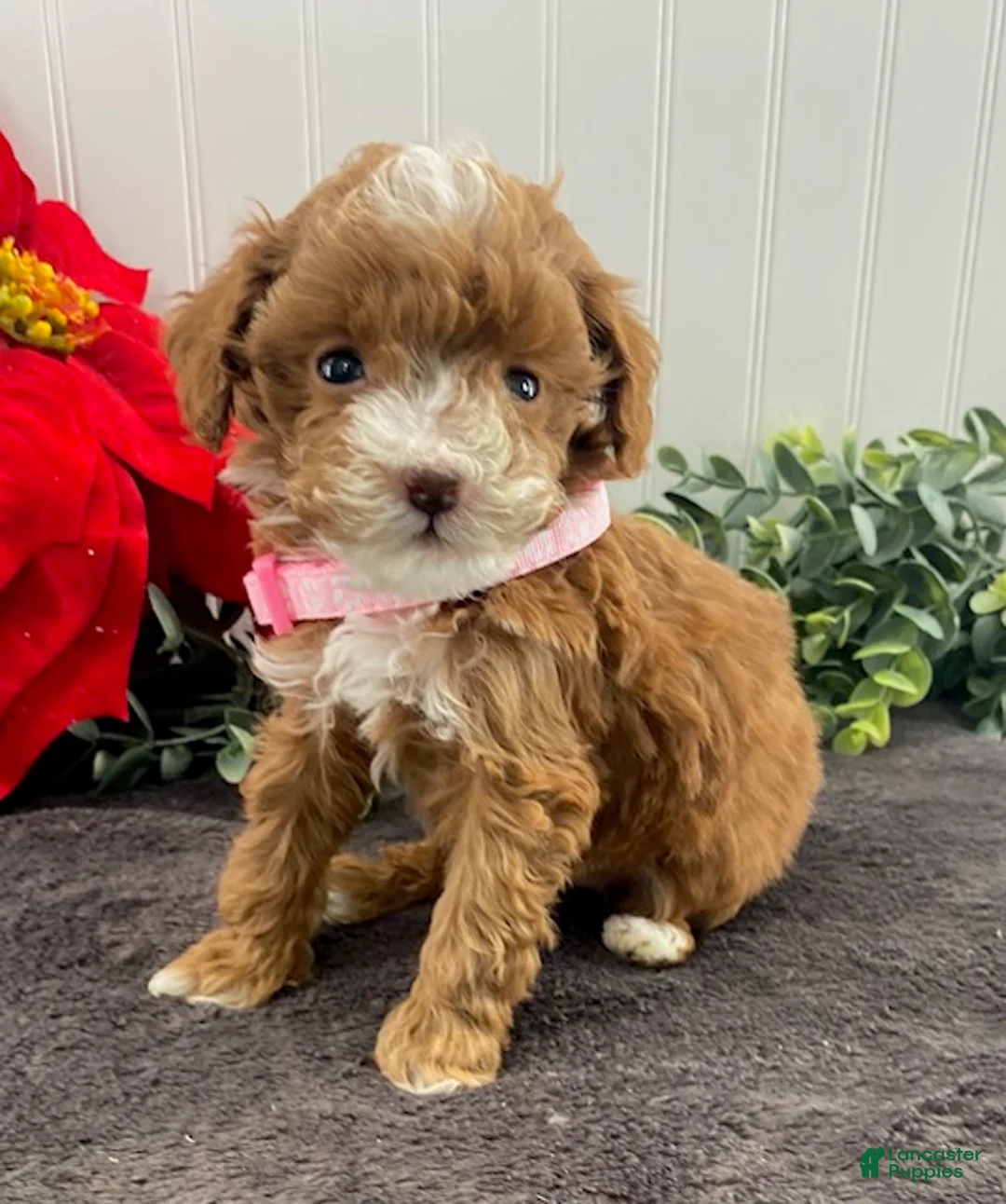 Toy Poodle dogs for sale: Katie-tiny - Ad 1