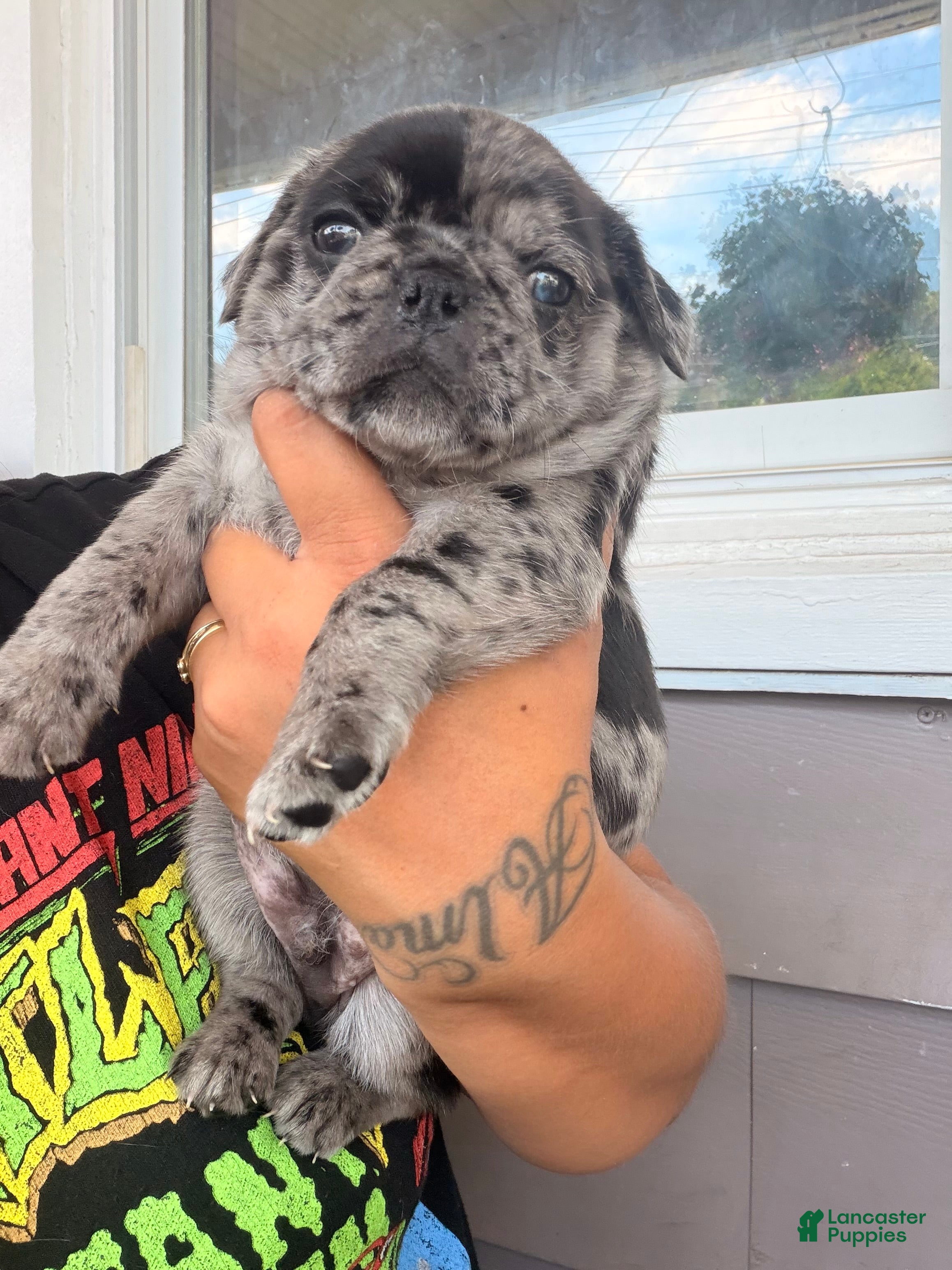 Pug dogs Pug Puppy 3 Henry - Ad 2