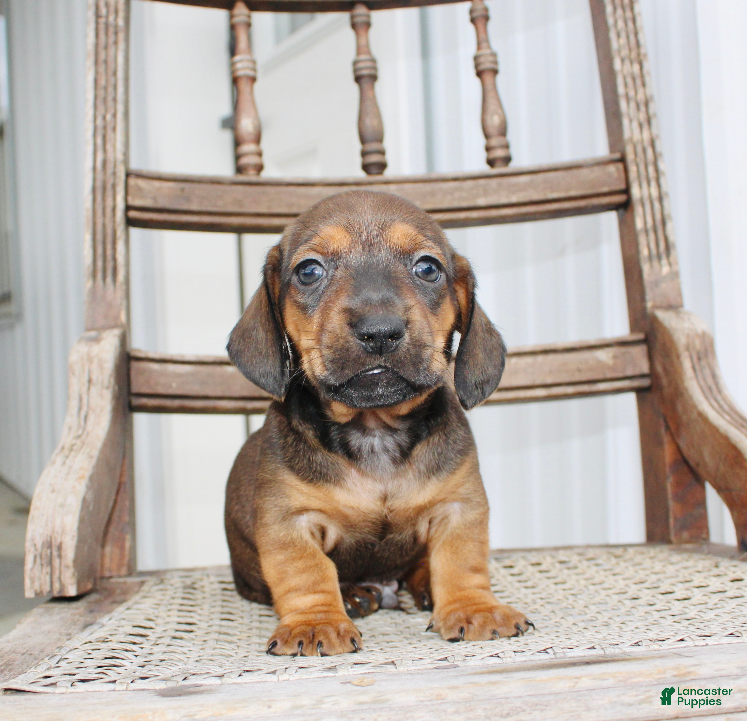 Miniature Dachshund dogs Avery - Ad 2